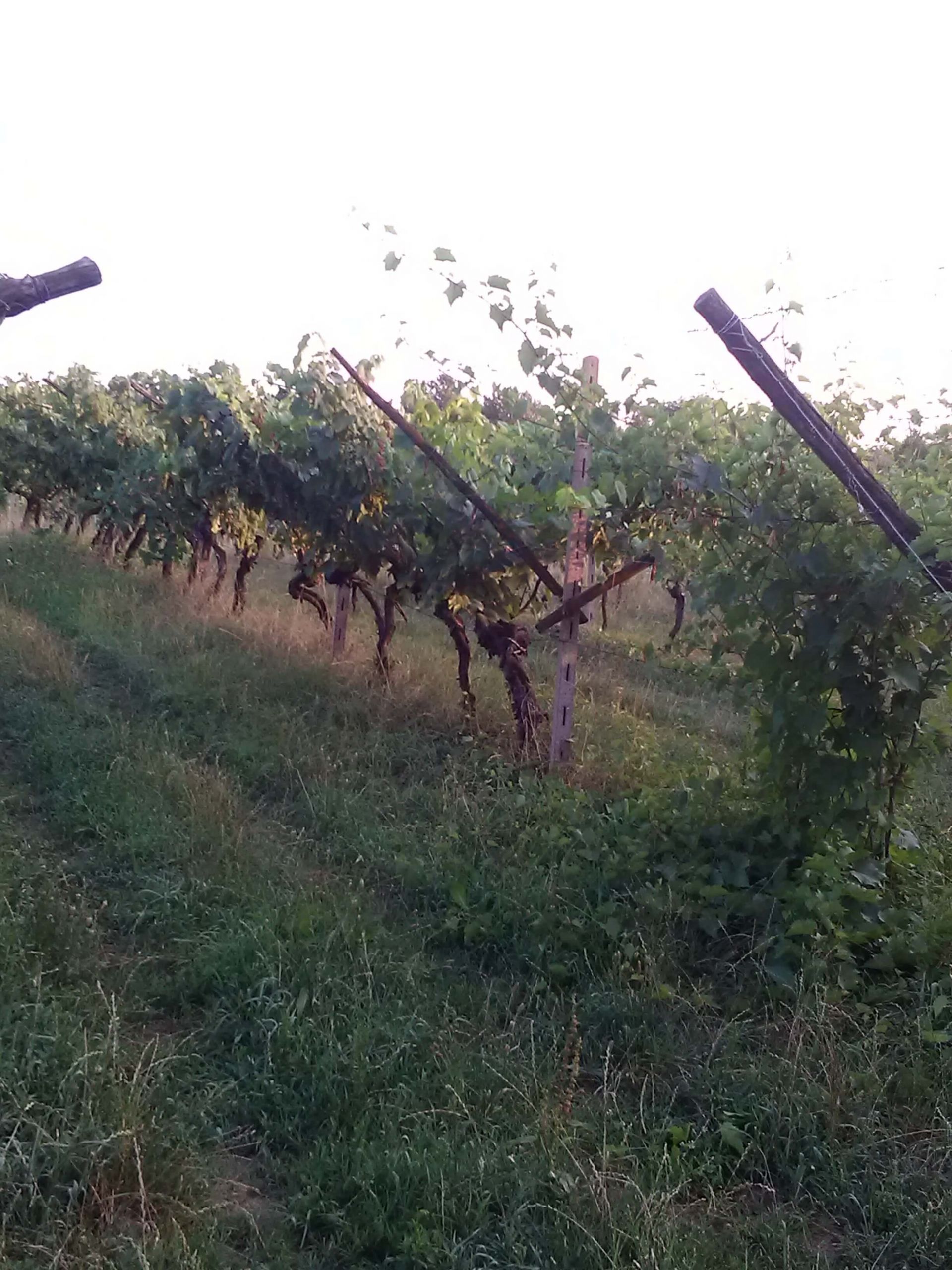 Terreno Agricolo Poncarale 